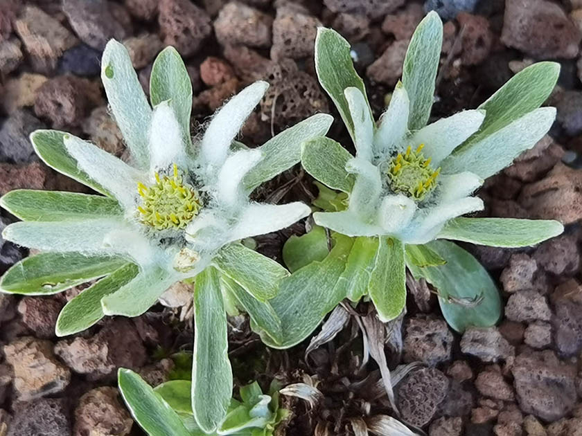 Leontopodium alpinum (ex Pyrénées)